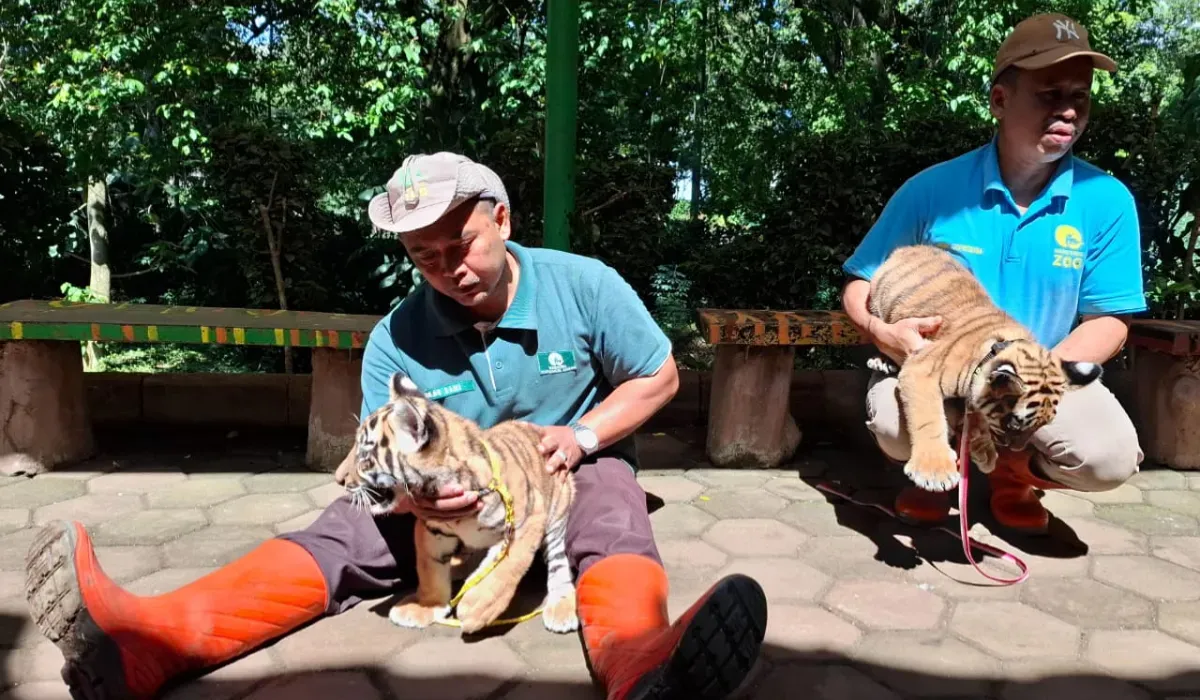 Dedi Mulyadi Turun Tangan Usai Kematian Dua Anak Harimau di Bandung Zoo, Janji Bantu Logistik dan Keuangan