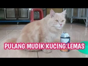 Kucing Bisa Mudik? Mengungkap Risiko Mabuk Perjalanan dan Cara Aman Bawa Si Meong Jarak Jauh