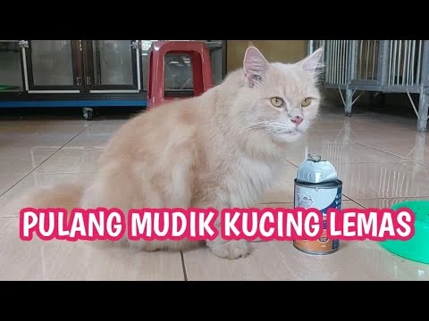 Kucing Bisa Mudik? Mengungkap Risiko Mabuk Perjalanan dan Cara Aman Bawa Si Meong Jarak Jauh