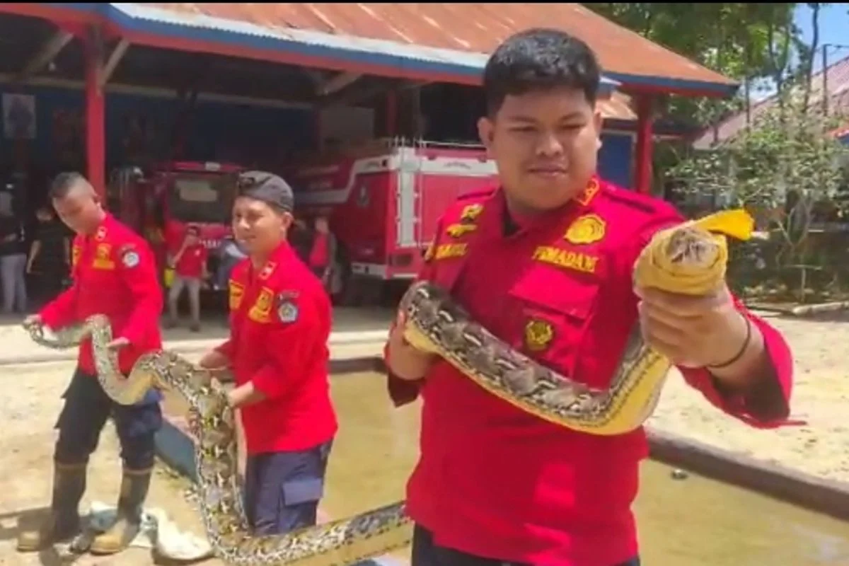 Misteri Maghrib: Ular Piton Memangsa Kambing Hamil di Kendari dan Kontroversi Rekrutmen CEO di Taman Balekambang Solo