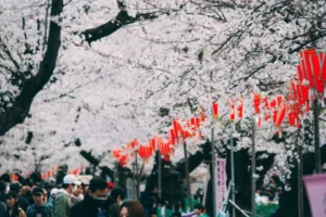 Sakura: Dari Ikon Anime hingga Destinasi Hanami Modern, Bagaimana Fenomena Merah‑Merah Ini Mengubah Budaya Pop dan Pariwisata 2026