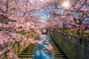 Alice Norin dan Yura Yunita Rayakan Musim Semi di Jepang: 10 Potret Sakura di Tokyo yang Memukau