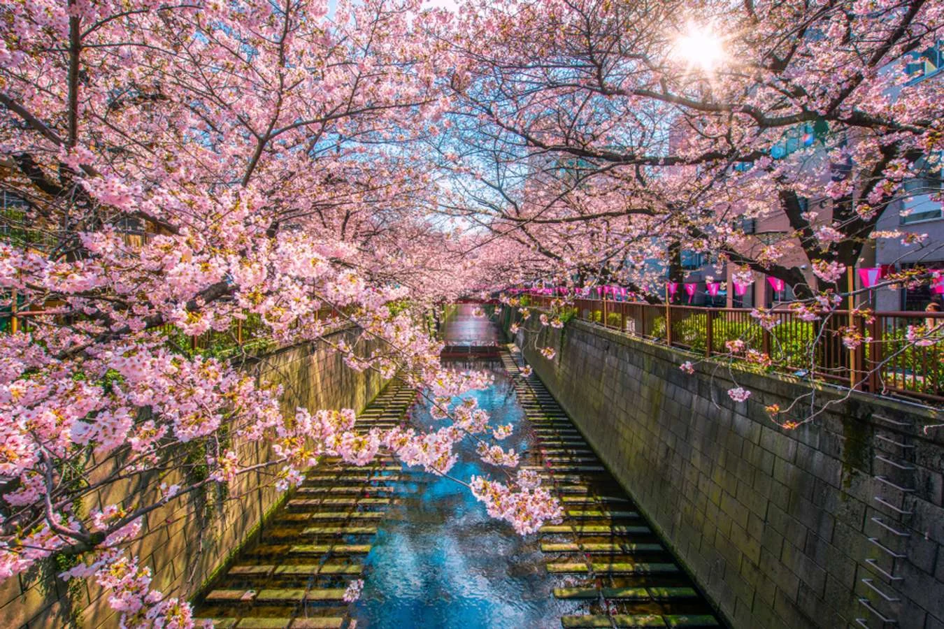 Alice Norin dan Yura Yunita Rayakan Musim Semi di Jepang: 10 Potret Sakura di Tokyo yang Memukau