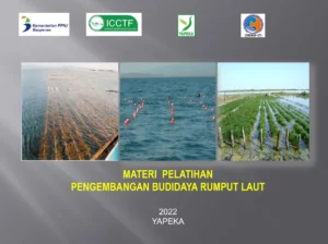 Budidaya Rumput Laut Buka Harapan Ekonomi Baru bagi Nelayan di Kendal