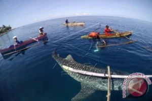 Fenomena Langka: 5 Hiu Paus Bersamaan Muncul di Botubarani Gorontalo, Wisatawan Terpikat Sampai Panas-Panasan