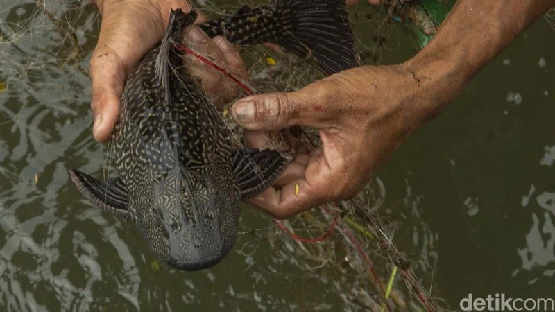 Ikan Sapu-sapu di Kali Cideng: Masih Berkeliaran Meski Operasi Besar Bersihkan Sungai