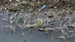 Ledakan Populasi Ikan Sapu-sapu di Ciliwung: Upaya KLH Bersihkan dan Dampaknya Terhadap Ekosistem