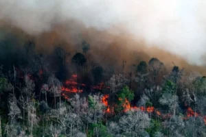 Panas Ekstrem Memicu Kekeringan, Angin Kencang, dan Kebakaran Hutan di Indonesia