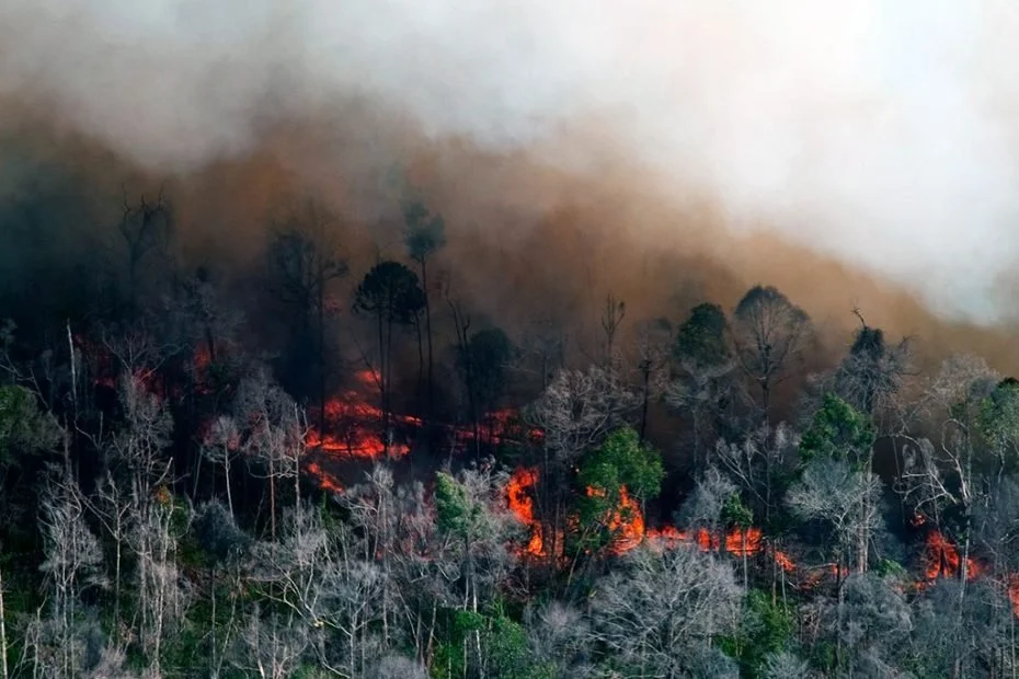 Panas Ekstrem Memicu Kekeringan, Angin Kencang, dan Kebakaran Hutan di Indonesia