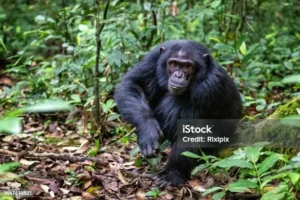Pecahnya kelompok simpanse Uganda: Perang Brutal di Hutan Kibale yang Menggemparkan Dunia Primata