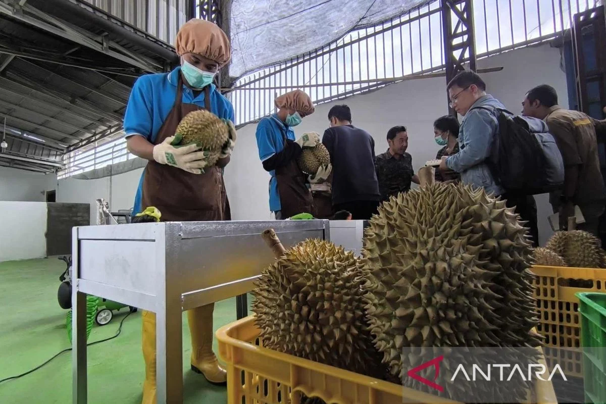 Rahasia Durian Indonesia: Bagaimana Rp137 Triliun Pasar China Terbongkar