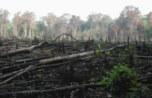Satwa Langka Muncul di Habitat Baru: Tanda Bahaya Kerusakan Ekologis di Indonesia