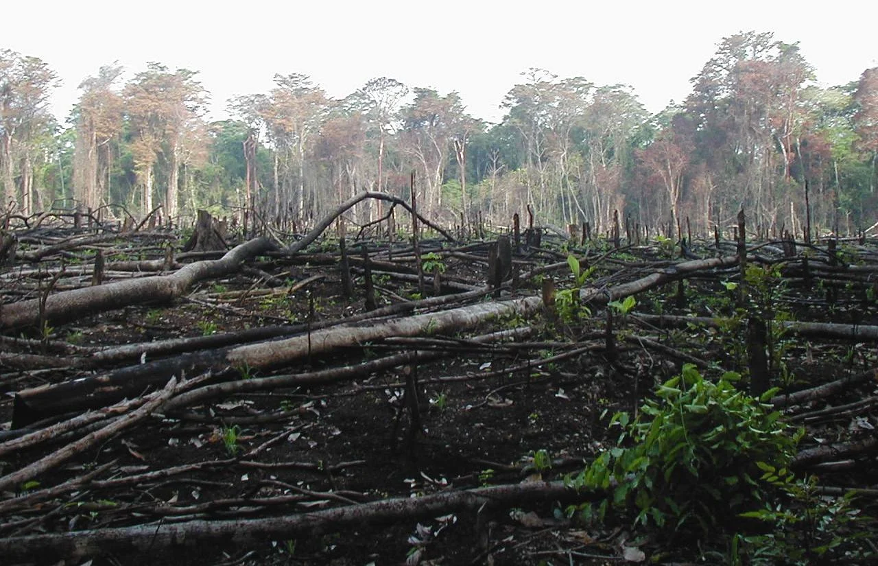 Satwa Langka Muncul di Habitat Baru: Tanda Bahaya Kerusakan Ekologis di Indonesia
