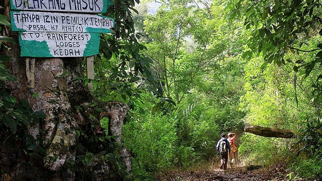 Saunulu Berjuang Menjaga Kedaulatan Hutan Adat di Tengah Tekanan Negara dan Industri