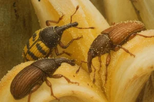 Terobosan Serangga Penyerbuk Asal Tanzania Bawa Revolusi Produktivitas Kelapa Sawit Nasional