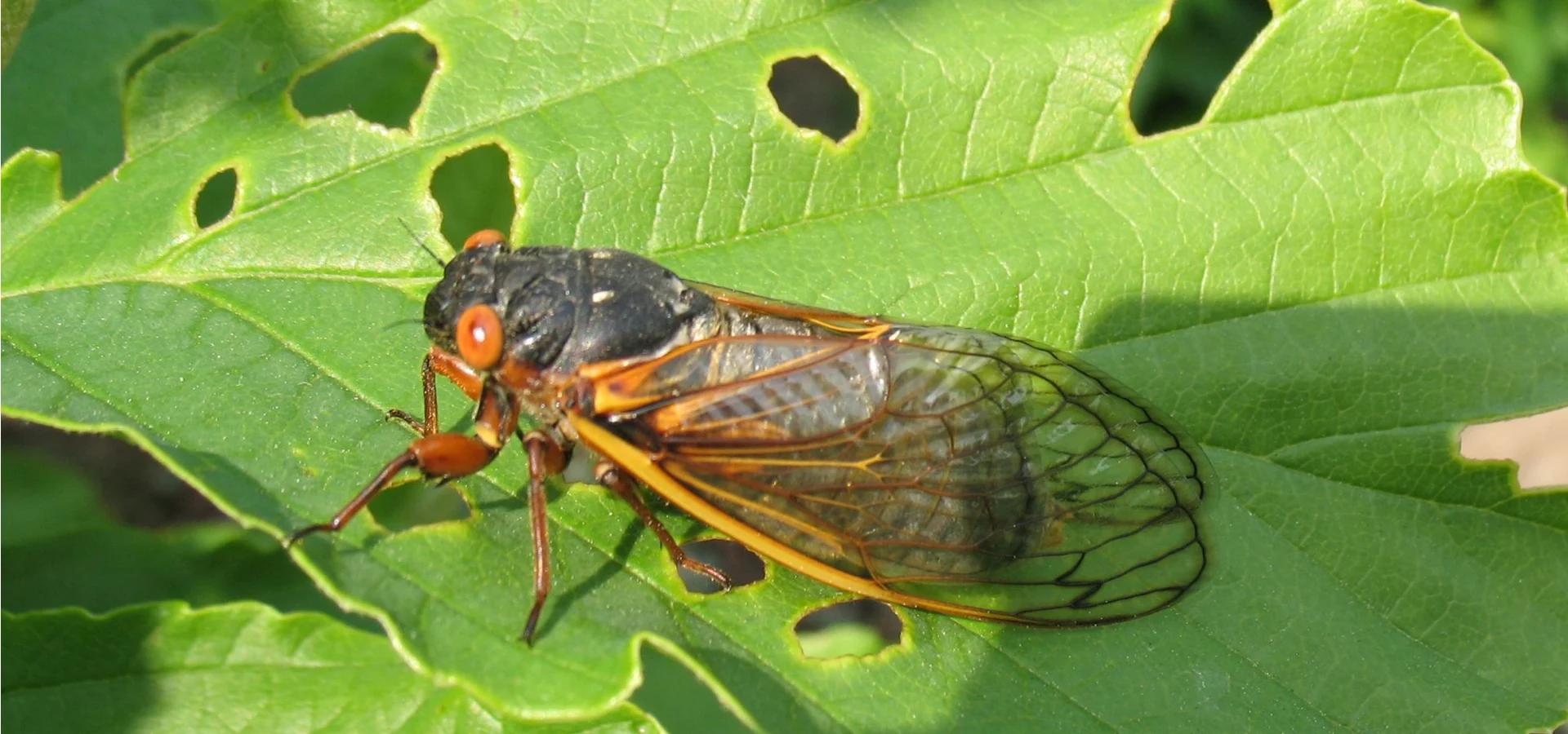 Varian 'Cicada' Mengguncang Amerika Serikat: Penyebaran Cepat, Risiko Global, dan Tindakan Kesehatan