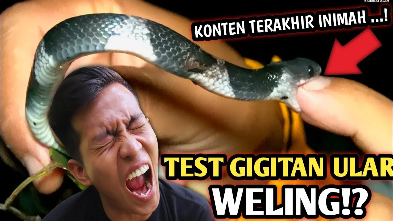 Gigitan Ular Weling di Bogor, Satu Pemuda Meninggal dan Satu Kritis