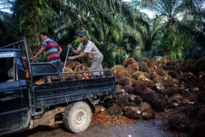 Harga Kelapa Sawit di Kalimantan Selatan Meningkat, Namun Masih Terdapat Kekhawatiran terhadap Kebijakan Ekspor