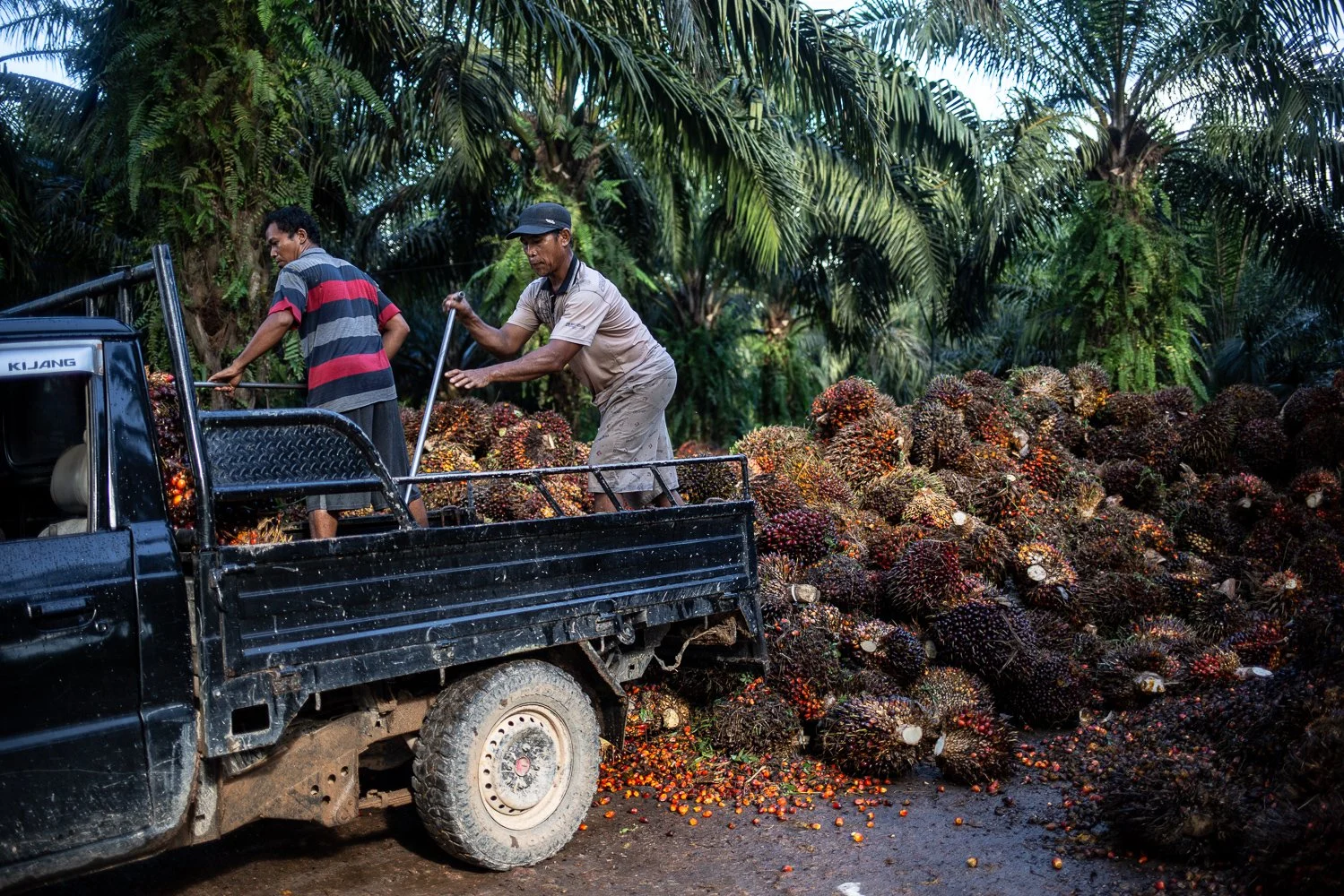 Harga Kelapa Sawit di Kalimantan Selatan Meningkat, Namun Masih Terdapat Kekhawatiran terhadap Kebijakan Ekspor