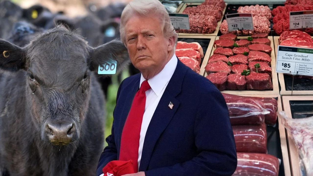 Pemerintah Trump Dilema Dismantle Beef Tariffs Di Tengah Harga Daging Sapi Mencapai Rekor