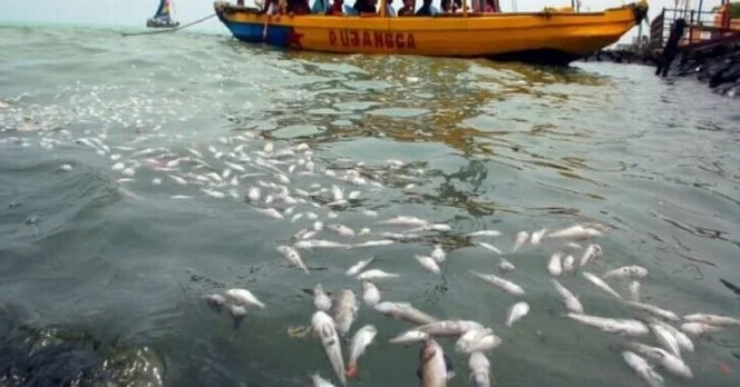 Pencemaran Logam Berat di Teluk Jakarta: Ancaman Serius bagi Ekosistem Laut